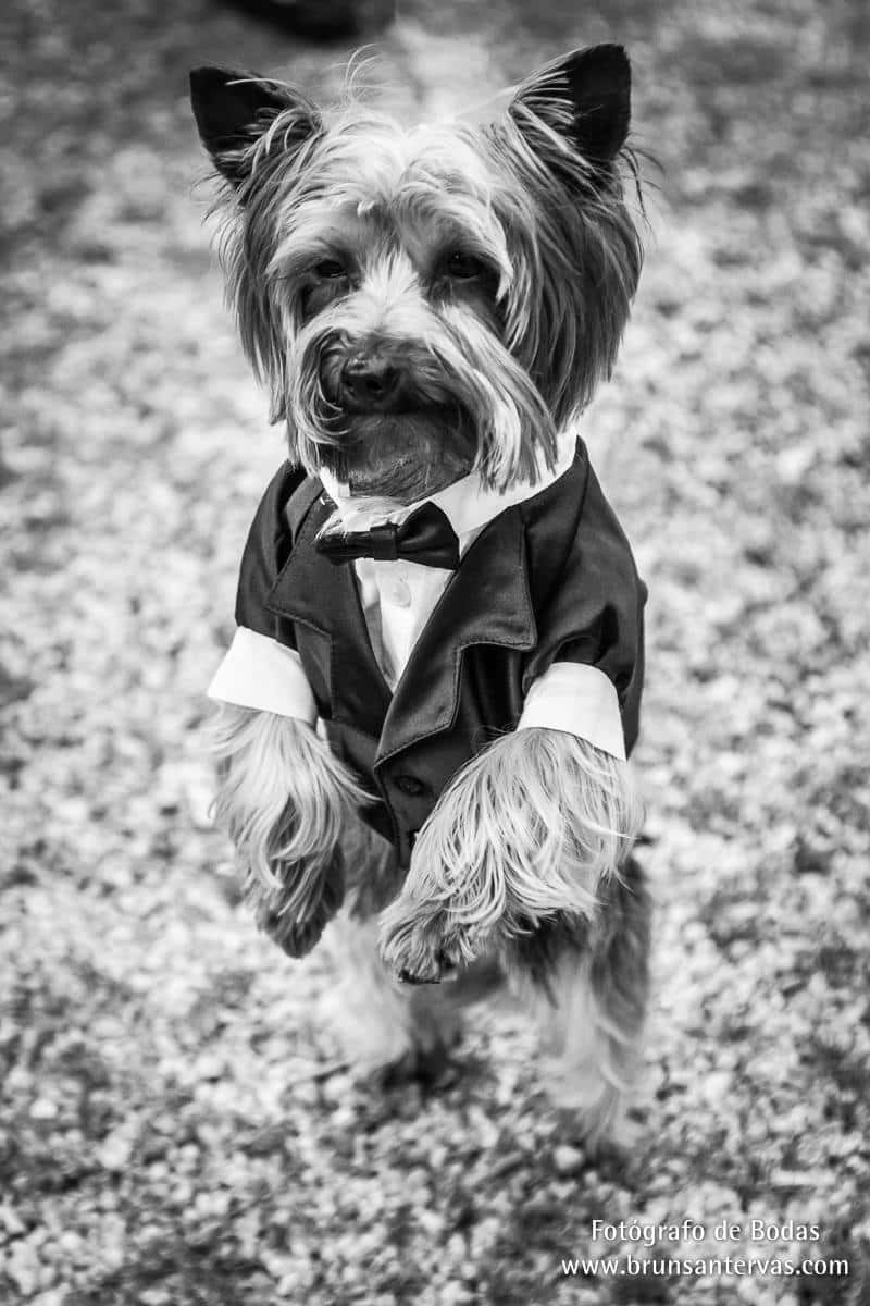 Como uno más, ahí está él posando en la boda