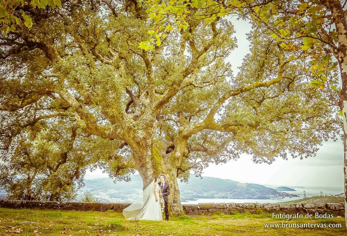 El árbol de la suerte.