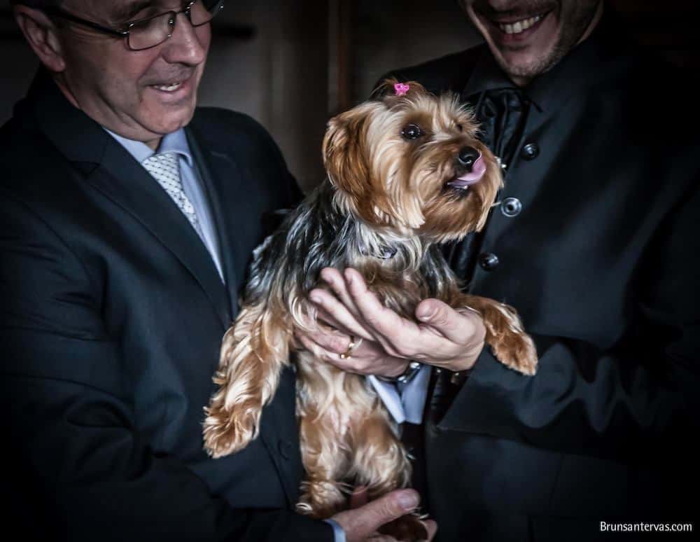 La mascota de los novios.