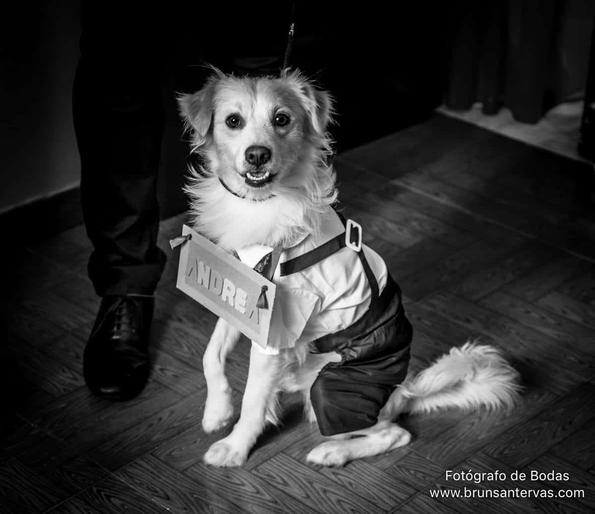 Si tienes mascota, haz que participe en tu Boda.