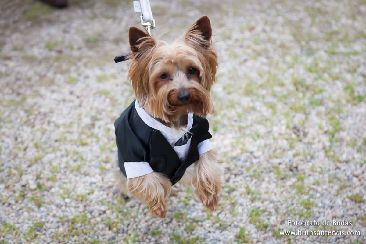 perro-traje-boda-brunsantervas-fotografo-bodas-galicia